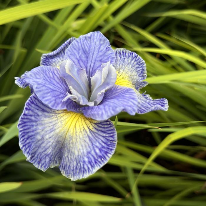 'Cape Cod Boys' Siberian Iris - Iris sibirica from EC Browns Nursery