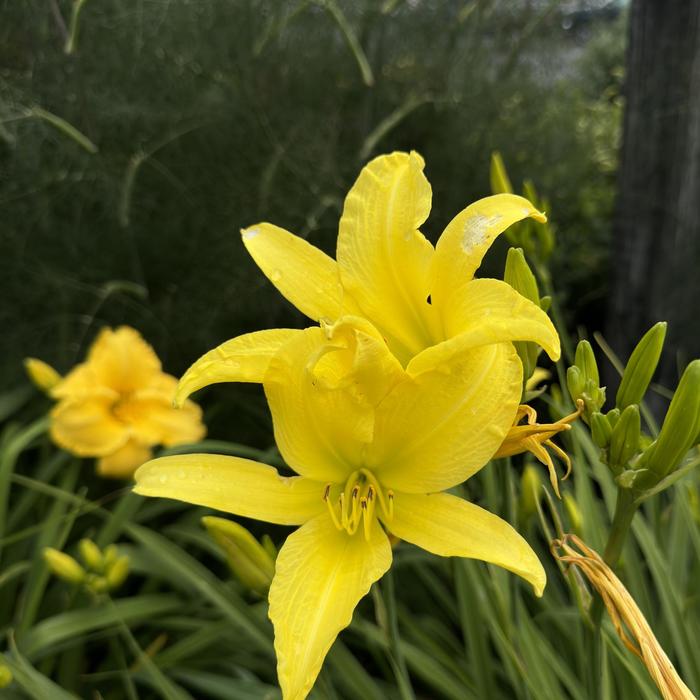 'Hyperion' Daylily - Hemerocallis from EC Browns Nursery