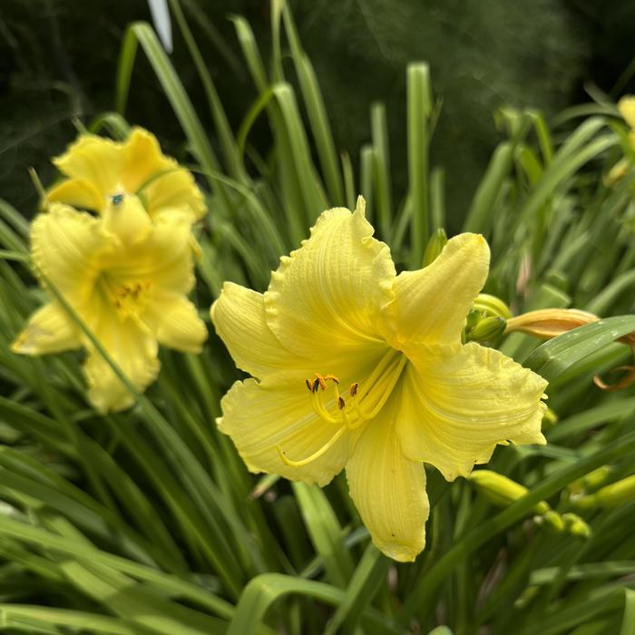 'Big Time Happy' Daylily - Hemerocallis from EC Browns Nursery