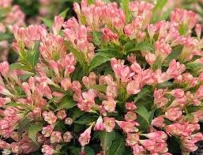 Peach Kisses Weigela - Weigela x 'Peach Kisses' from EC Browns Nursery