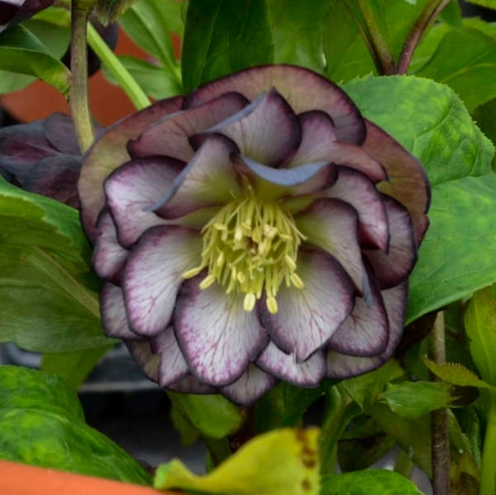 Black Tie Affair - Helleborus 'Black Tie Affair' from EC Browns Nursery