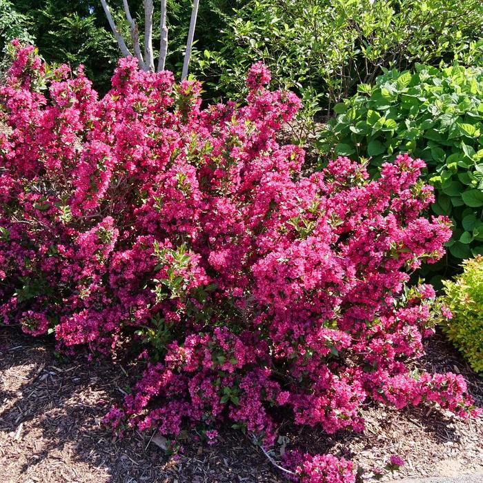 Sonic Bloom&reg; 'Punch' - Weigela florida from EC Browns Nursery