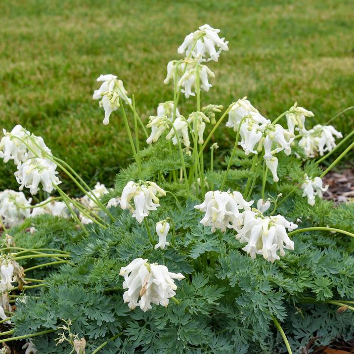 'White Diamonds' Fern-Leaf Bleeding Heart - Dicentra from EC Browns Nursery