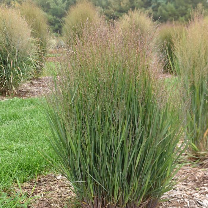 'Half Pint' Switchgrass - Panicum virgatum from EC Browns Nursery