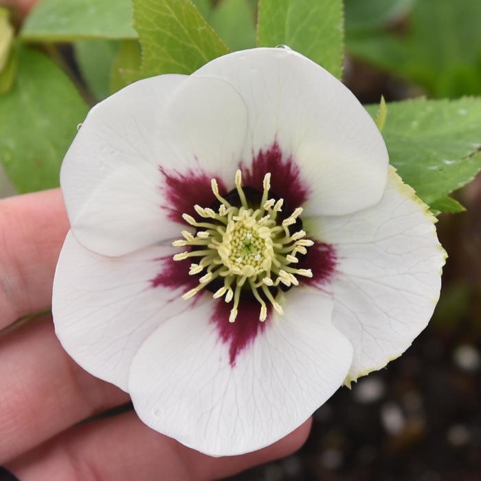 Honeymoon&reg; 'Swiss Alps' - Helleborus (Lenten Rose) from EC Browns Nursery