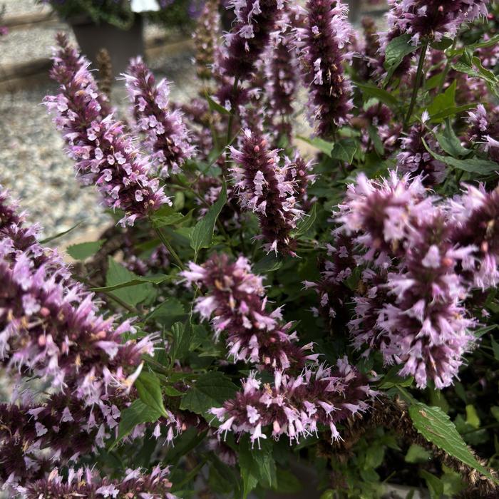 'Beelicious Pink' Hummingbird Mint - Agastache from EC Browns Nursery