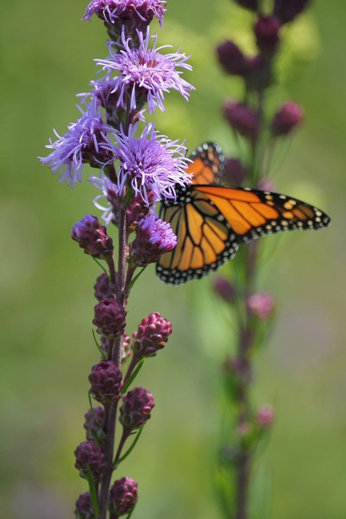Meadow Blazing Star - Liatris ligulistylis from EC Browns Nursery