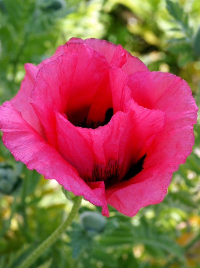 'Raspberry Queen'' Oriental poppy - Papaver orientale 'Raspberry Queen' from EC Browns Nursery