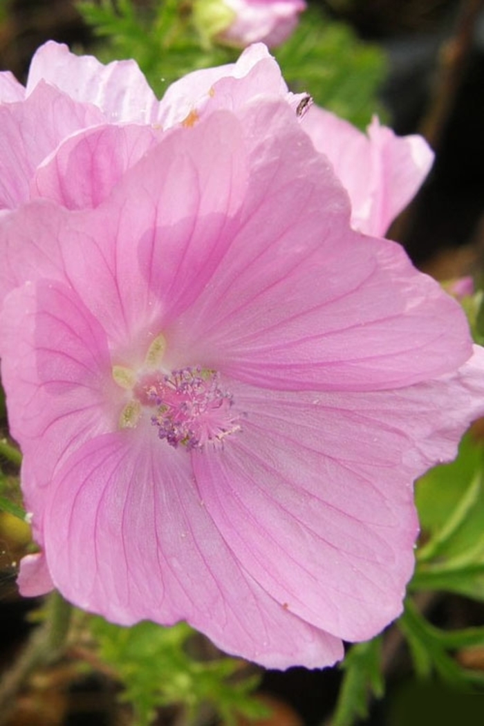 Musk Mallow - Malva moschata 'Fastigiata' from EC Browns Nursery