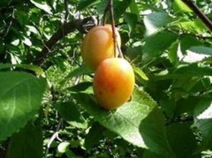 Wild Plum , Yellow plum - Prunus americana from EC Browns Nursery