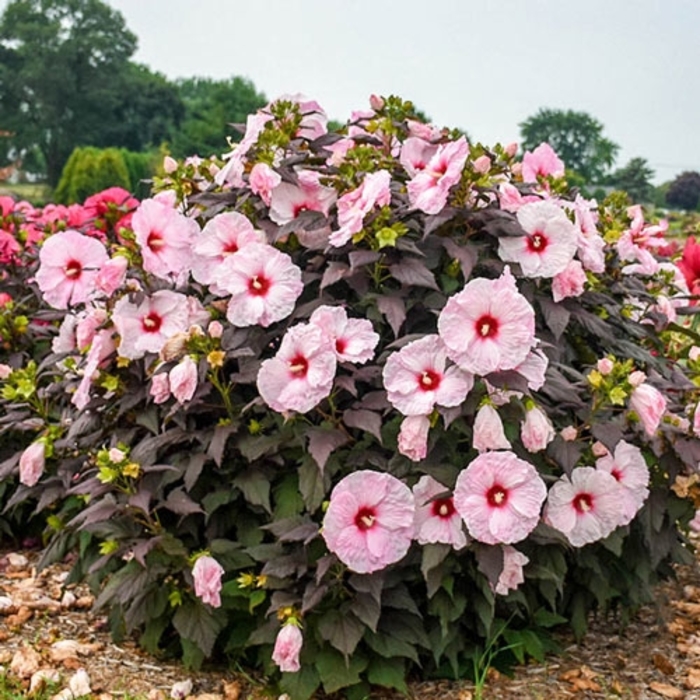 Common Name - Hibiscus 'Dark Mystery' from EC Browns Nursery