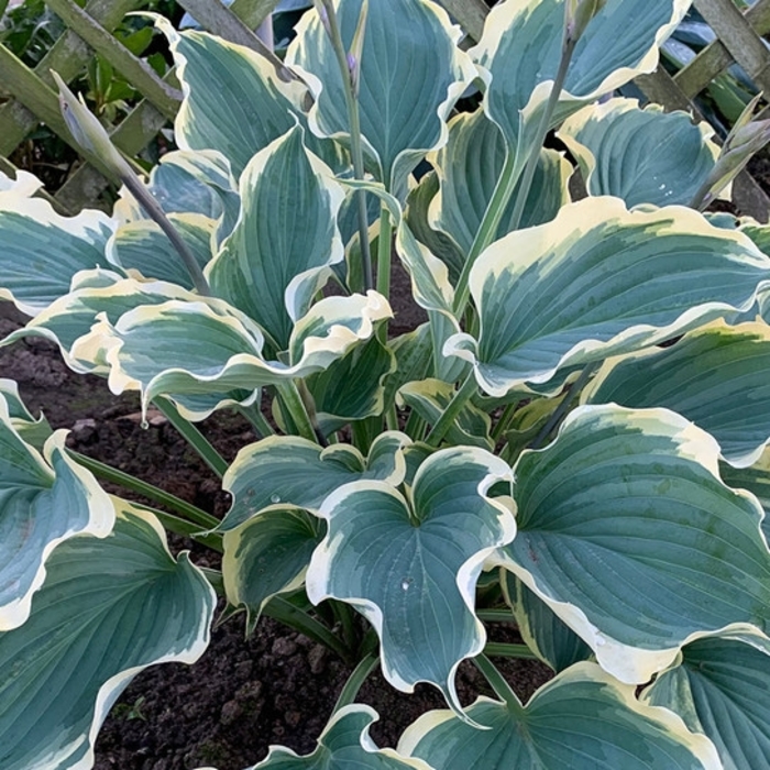 Hope Springs Eternal Hosta - Hosta 'Hope Springs Eternal' from EC Browns Nursery