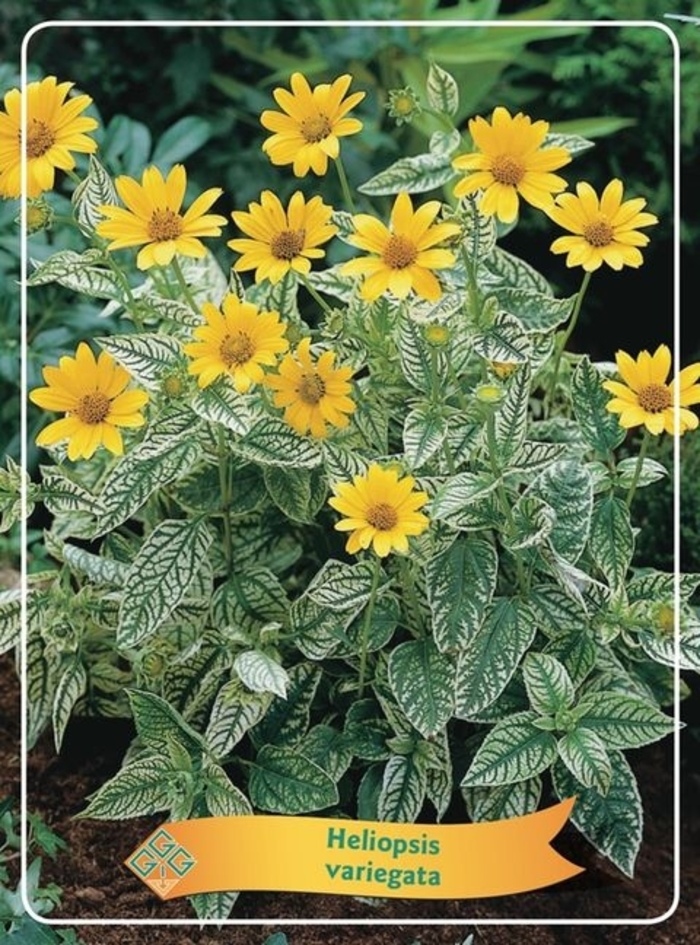 Oriole Variegated Sunflower - Heliopsis helianthoides 'Oriole' from EC Browns Nursery