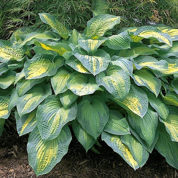 Pauls Glory Hosta - Hosta x 'Pauls' Glory' from EC Browns Nursery