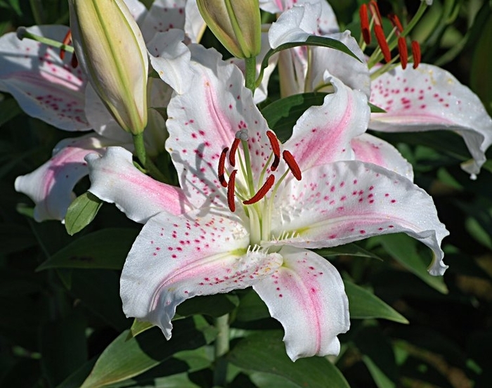 Muscadet Oriental Lily - Lilium orientale 'Muscadet' from EC Browns Nursery