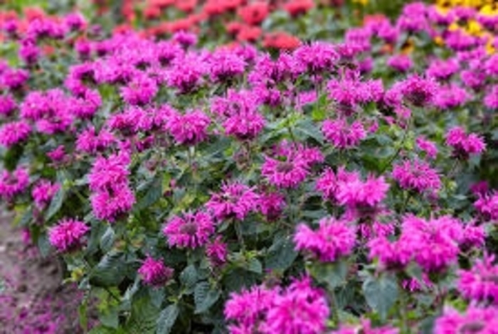 Bee Free Purple Bee Balm - Monarda x 'Bee Free PBR' from EC Browns Nursery