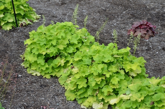 Citronella Coral Bells - Heuchera villosa 'Citronella' from EC Browns Nursery