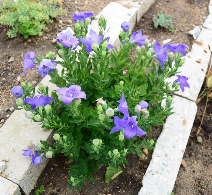 'Sentimental Blue' Balloon Flower - Platycodon grandiflorus from EC Browns Nursery