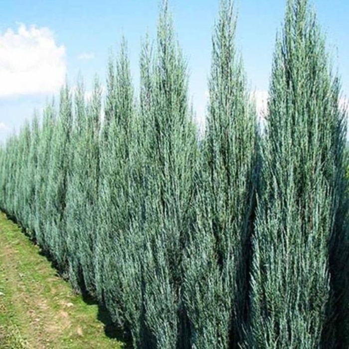 Skyrocket Juniper - Juniperus chinensis 'Skyrocket' from E.C. Brown's Nursery