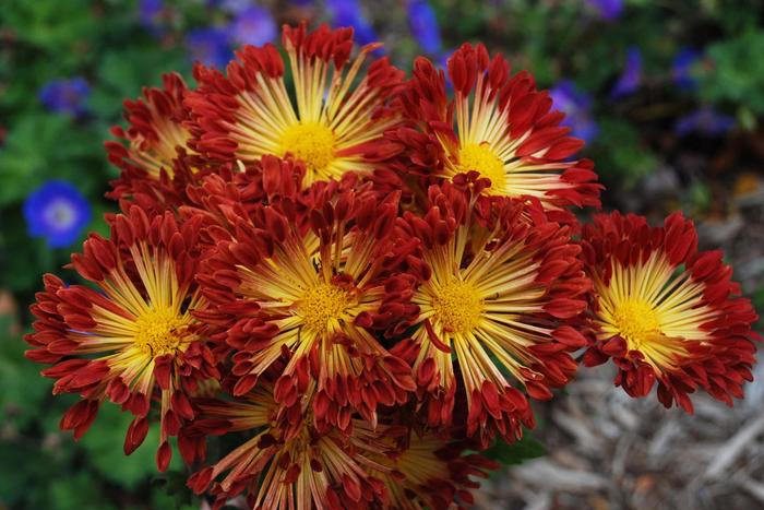 'Matchsticks' Hardy Mum - Chrysanthemum from EC Browns Nursery