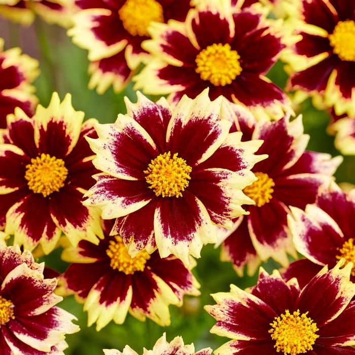 'Solar Fancy' Tickseed - Coreopsis grandiflora from EC Browns Nursery
