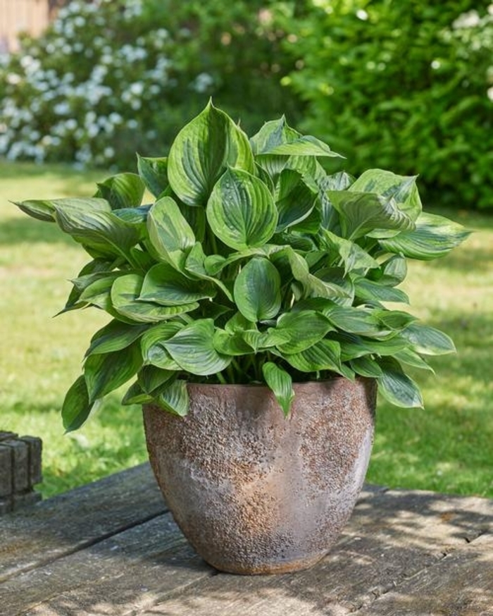 Green Patriot Hosta - Hosta x 'Green Patriot' from EC Browns Nursery
