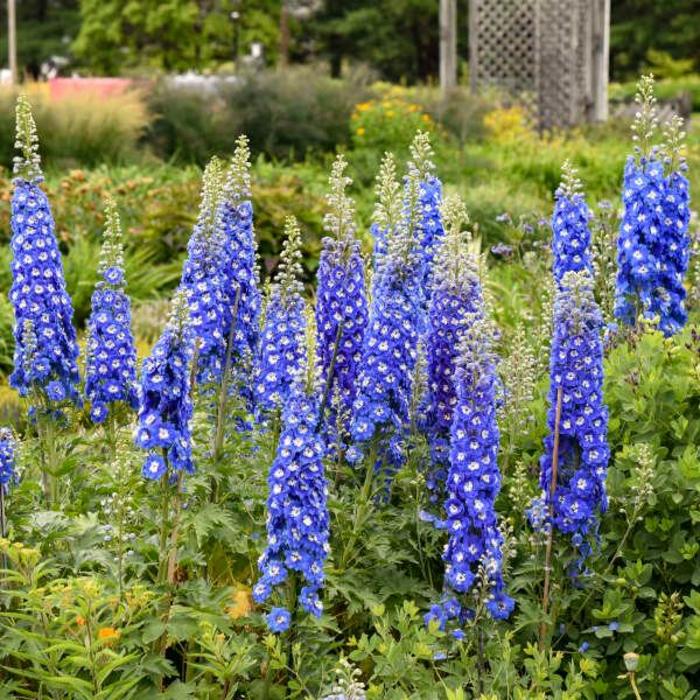 'Cobalt Dreams' Larkspur - Delphinium from EC Browns Nursery