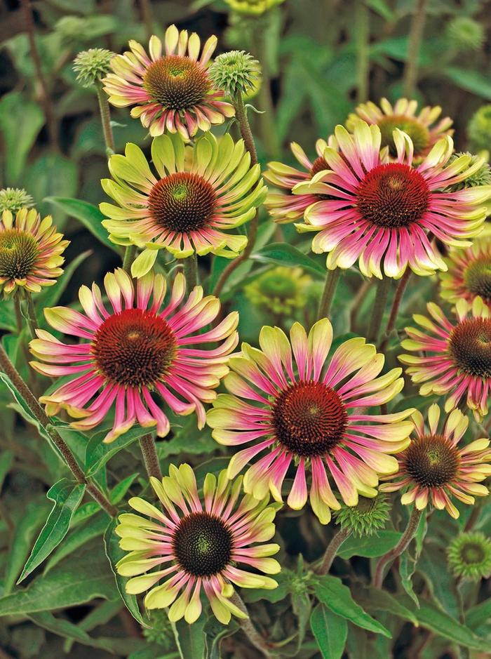 'Green Twister' - Echinacea purpurea (Coneflower) from EC Browns Nursery