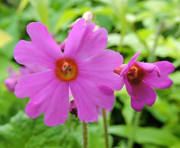 Pink Primula - Primula polyneura from EC Browns Nursery
