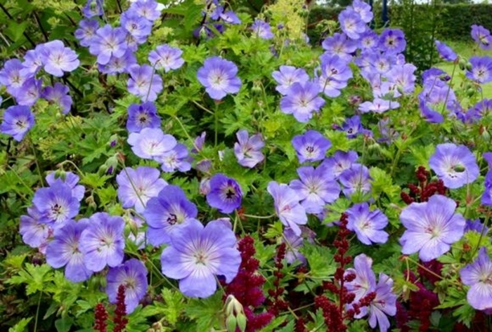 'Azure Rush&reg;' Cranesbill - Geranium from EC Browns Nursery