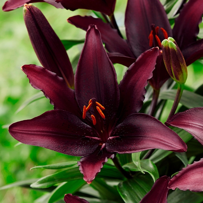 'Blacklist' Asiatic Lily - Lilium from EC Browns Nursery
