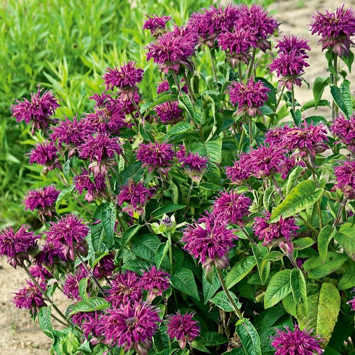'Purple Rooster' Bee Balm - Monarda didyma from EC Browns Nursery
