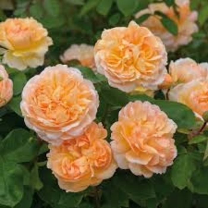 'The Lady Gardener' English Rose - Rosa from EC Browns Nursery