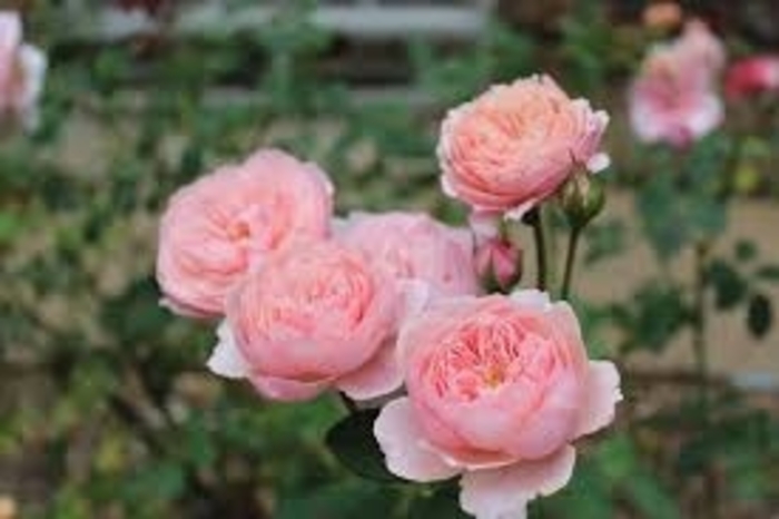 'The Alnwick Rose&reg;' English Rose - Rosa from EC Browns Nursery