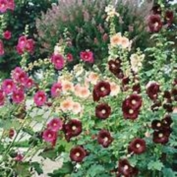 Old Fashioned Hollyhock - Alcea rosea 'Country Romance' from EC Browns Nursery
