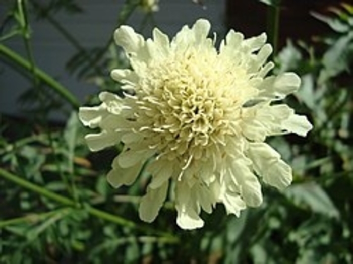 Giant Pincushion Flower - Cephalaria gigantea from EC Browns Nursery