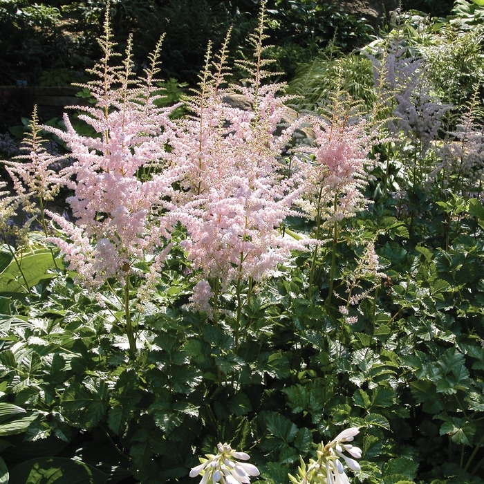 Moerheim's Glory Astilbe - Astilbe thunbergii 'Moerheim's Glory' from EC Browns Nursery