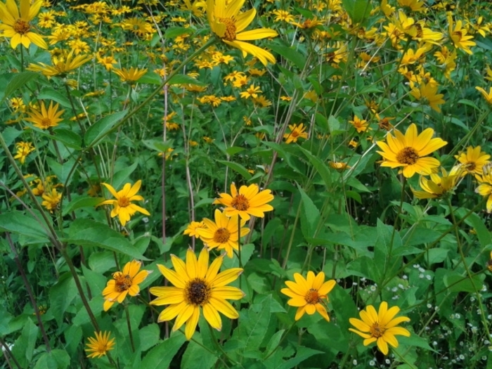 Ox-eye Sunflower - Heliopsis helianthoides from EC Browns Nursery