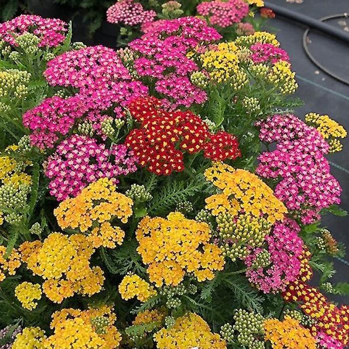 Milly Rock&trade; Trio - Achillea millefolium (Yarrow) from EC Browns Nursery