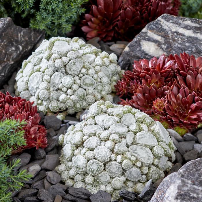 'Arctic White' Hen & Chicks - Sempervivum from EC Browns Nursery
