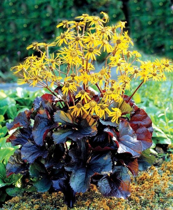'Pandora' - Ligularia dentata from EC Browns Nursery