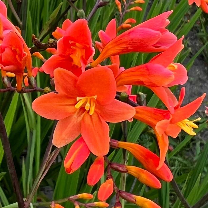 'Peach Melba' Montbretia - Crocosmia from EC Browns Nursery