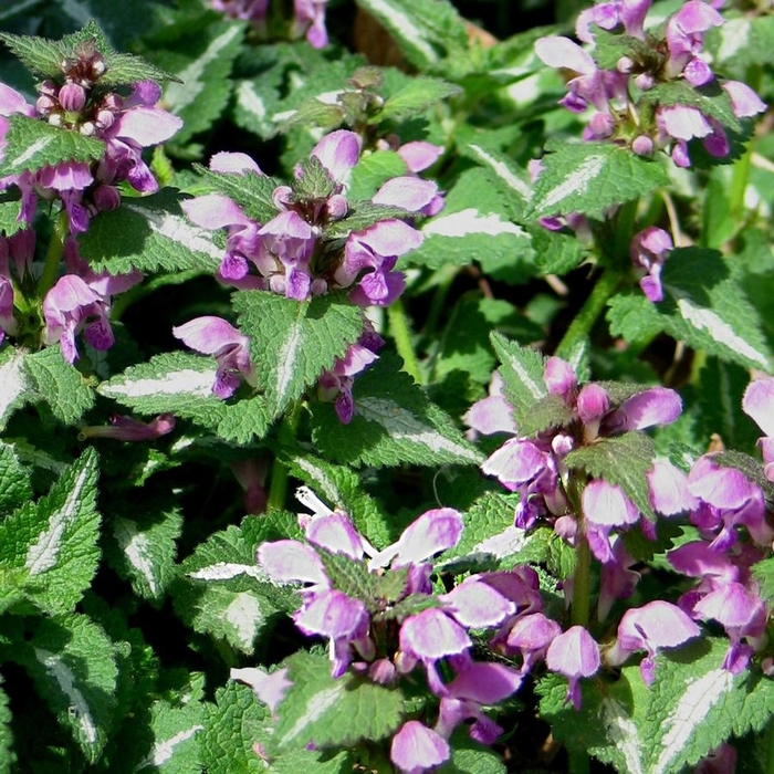 Spotted Dead Nettle - Lamium maculatum from EC Browns Nursery
