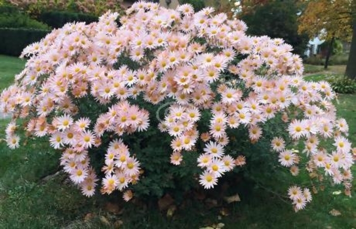 'Sheffield Pink' Chrysanthemum - Dendranthema from EC Browns Nursery