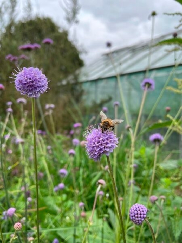 Devil's Bit - Succisa pratensa from EC Browns Nursery