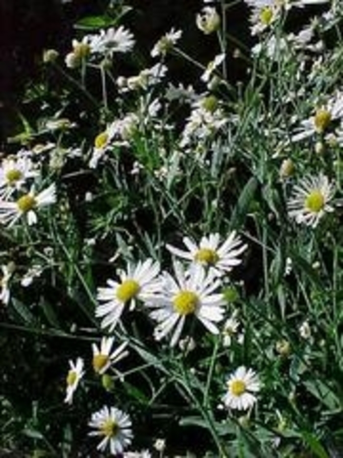 False aster - Boltonia asteroides from EC Browns Nursery