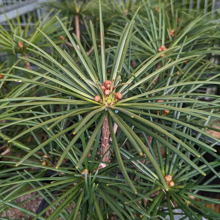 'Wintergreen' Japanese Umbrella Pine - Sciadopitys verticillata from EC Browns Nursery