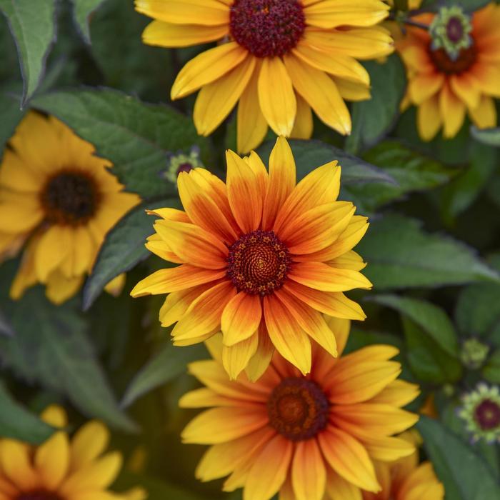 'Sundial' False Sunflower - Heliopsis helianthoides from EC Browns Nursery