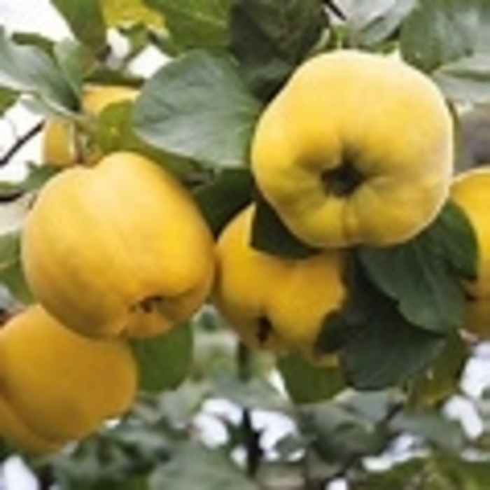 Rich's Dwarf Quince - Cydonia oblonga 'Rich's Dwarf' from EC Browns Nursery