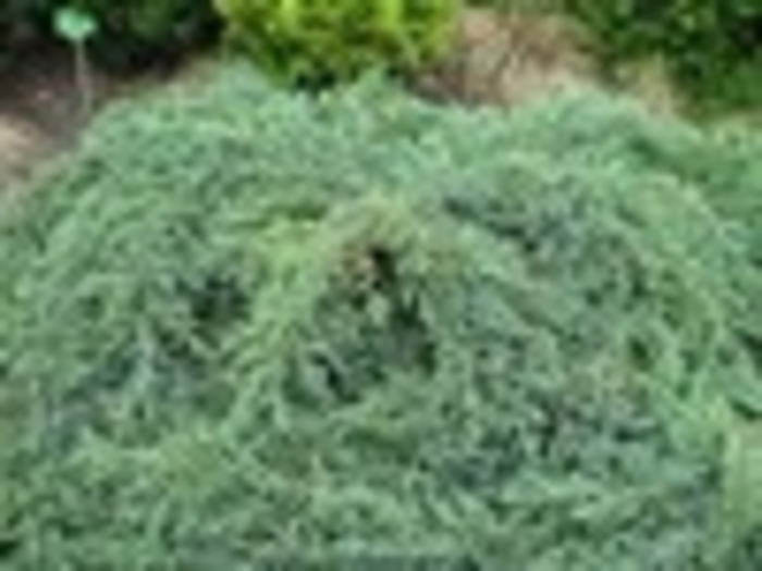 'Blue Carpet' Blue Carpet Juniper - Juniperus squamata from EC Browns Nursery